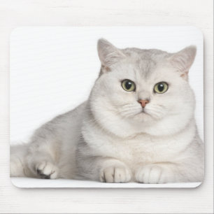 British Shorthair (2 Jahre alt) liegt vorne Mousepad
