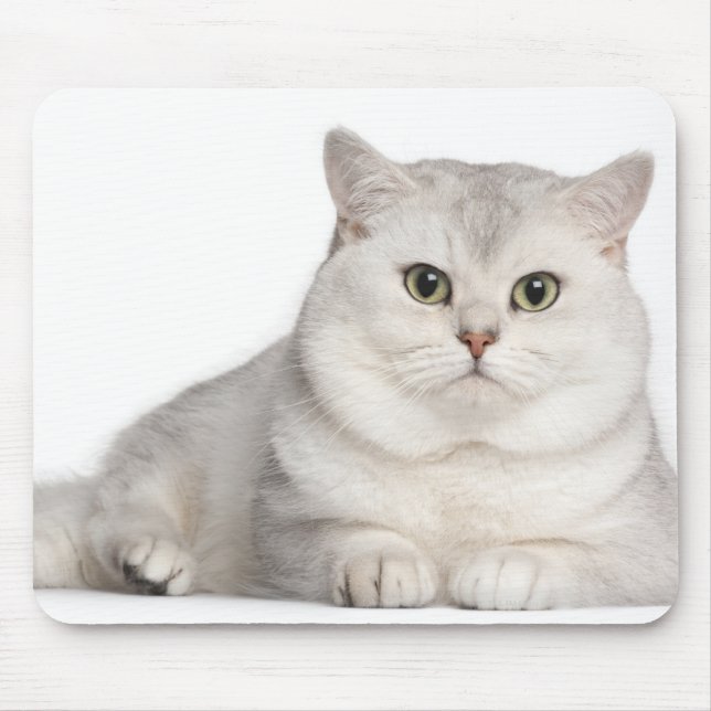 British Shorthair (2 Jahre alt) liegt vorne Mousepad (Vorne)