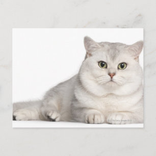 British Shorthair (2 Jahre alt) liegt vorne Postkarte