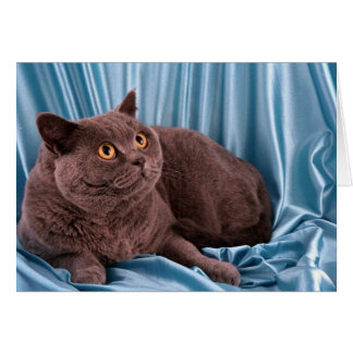 British Shorthair, blau
