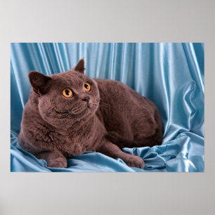 British Shorthair, blau Poster