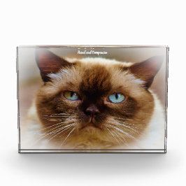 British Shorthair Cat Fotoblock