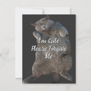 British Shorthair Cat Kitty - Back Apology Card