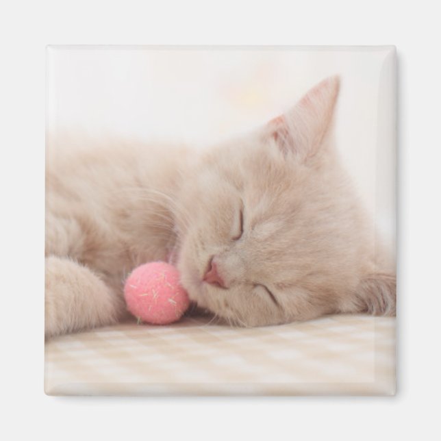 British Shorthair Cat Magnet (Vorne)