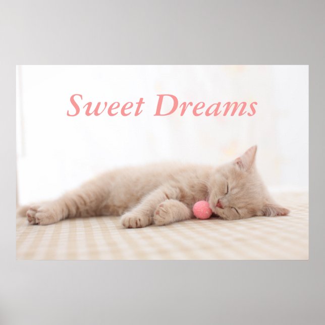 British Shorthair Cat Poster (Vorne)