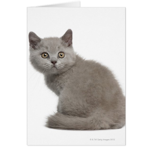 British Shorthair Kitten (10 Wochen alt) (Vorne)