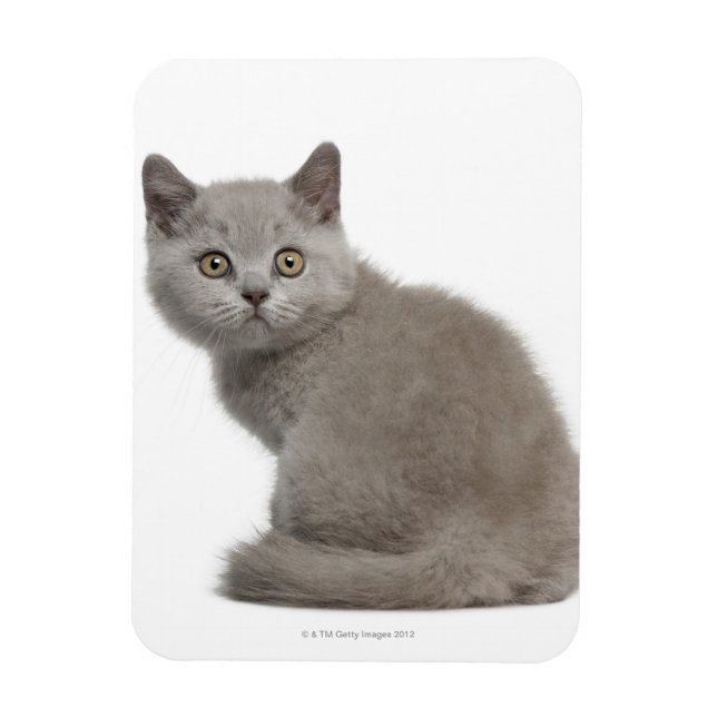 British Shorthair Kitten | 10 Wochen alt Magnet (Vertikal)
