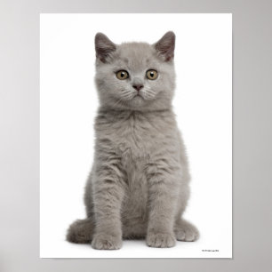 British Shorthair Kitten (10 Wochen alt) Poster