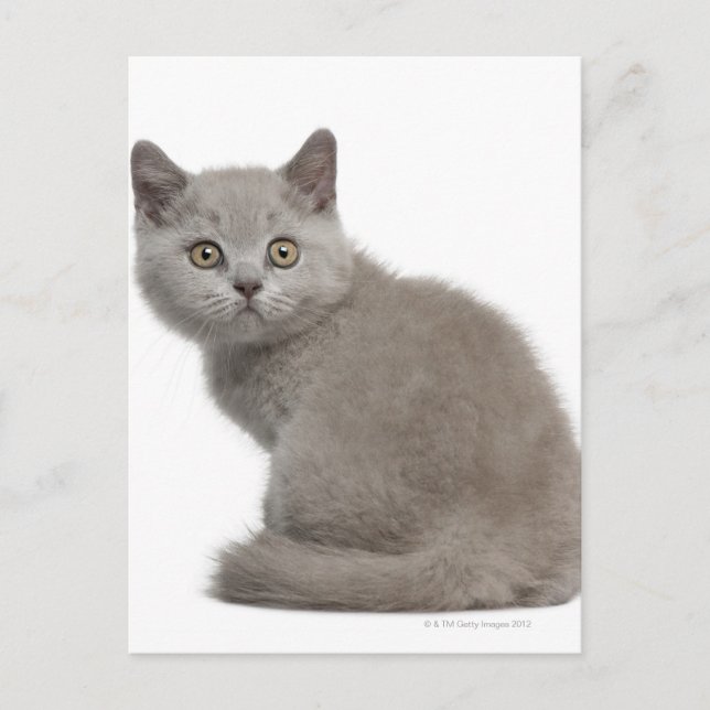 British Shorthair Kitten | 10 Wochen alt Postkarte (Vorderseite)