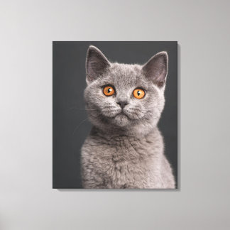 British Shorthair Kitten (3 Monate alt) Leinwanddruck