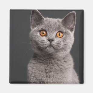 British Shorthair Kitten (3 Monate alt) Magnet