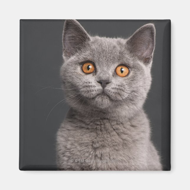 British Shorthair Kitten (3 Monate alt) Magnet (Vorne)