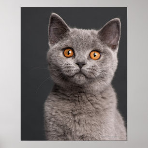British Shorthair Kitten (3 Monate alt) Poster