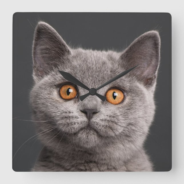 British Shorthair Kitten (3 Monate alt) Quadratische Wanduhr (Vorderseite)