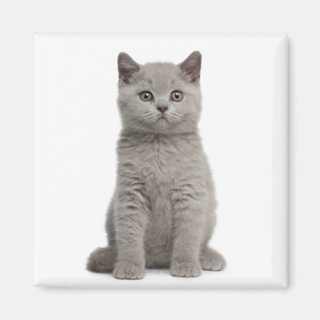 British Shorthair Kitten Magnet (Vorne)