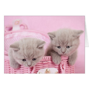 British Shorthair Kittens