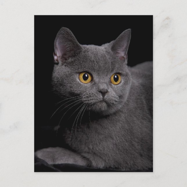British Shorthair Postcard Postkarte (Vorderseite)