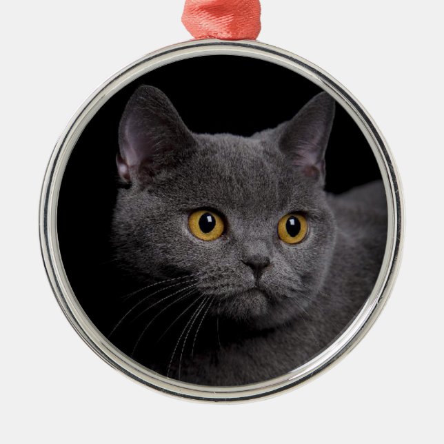 British Shorthair Premium Ornament Aus Metall (Vorne)