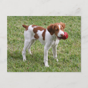 Brittany Pup "Rusty" Postcard Postkarte
