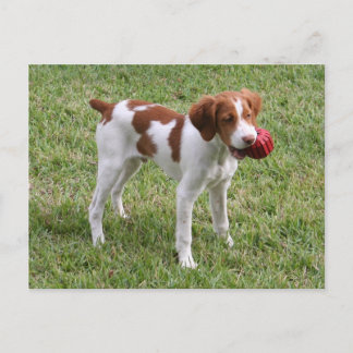 Brittany Pup "Rusty" Postcard Postkarte