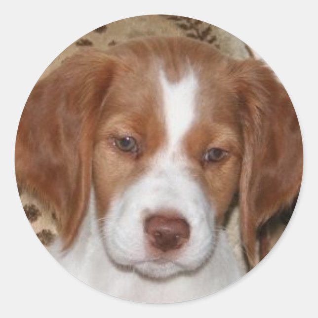 Brittany Puppy Runder Aufkleber (Vorderseite)
