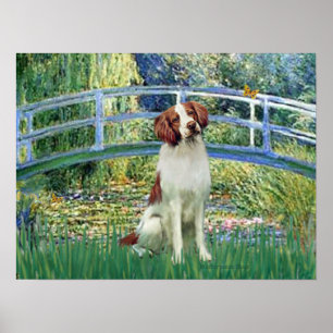 Brittany Spaniel 3 - Seerosenbrücke Poster