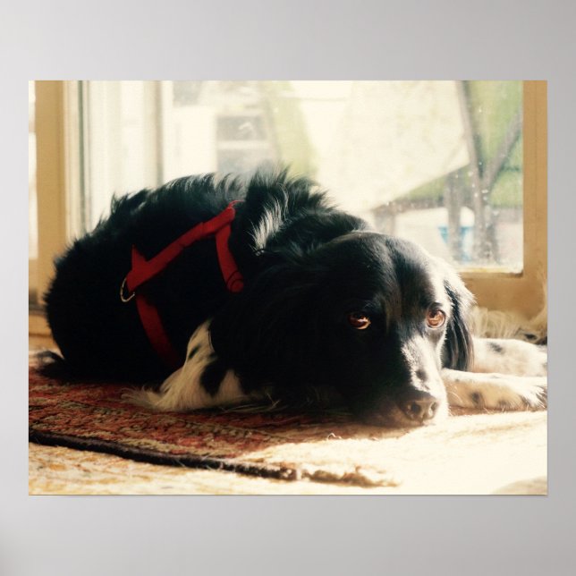 Brittany Spaniel Hund Poster (Vorne)