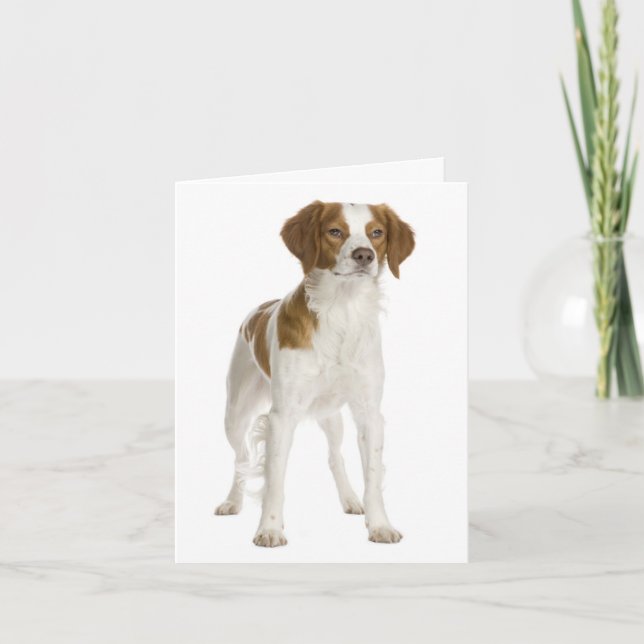 Brittany Spaniel Welpe Doppy Blank Note Card Karte (Vorderseite)