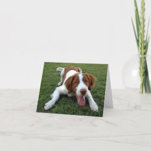 Brittany Spaniel Welpe Doppy Blank Note Card Karte