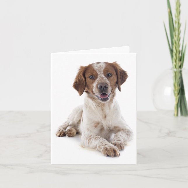 Brittany Spaniel Welpe Doppy Blank Note Card Karte (Vorderseite)