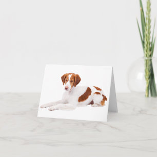 Brittany Spaniel Welpen-Hund Leere Notizkarte Karte