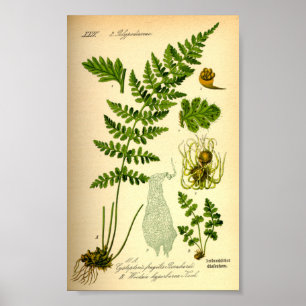 Brittle Bladder Fern (Cystopteris fragilis) Poster