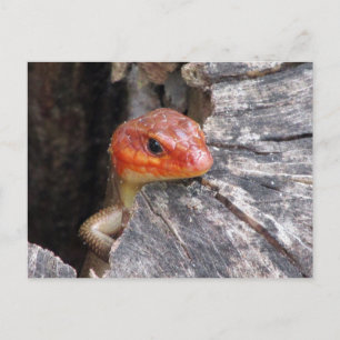 Broad Head Skink Postcard Postkarte
