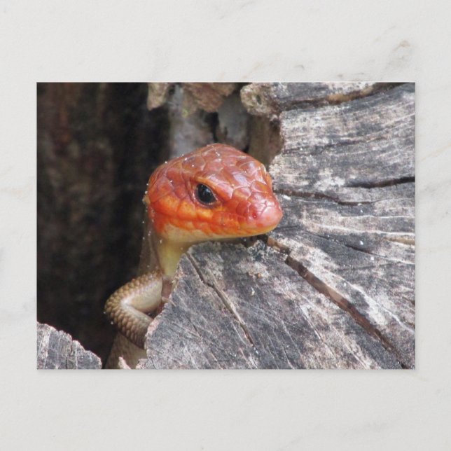 Broad Head Skink Postcard Postkarte (Vorderseite)