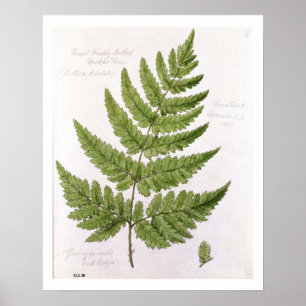 Broad Prickly-zahner Buckler Fern, bemalt in Bra Poster