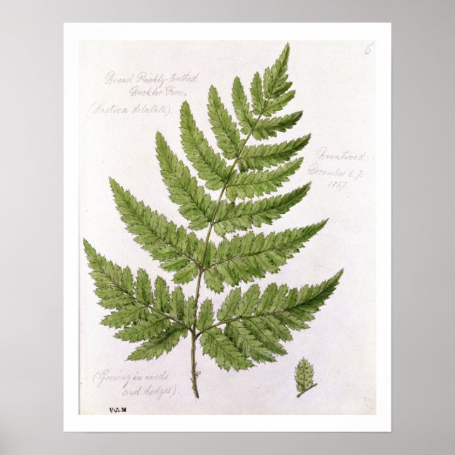 Broad Prickly-zahner Buckler Fern, bemalt in Bra Poster (Vorne)