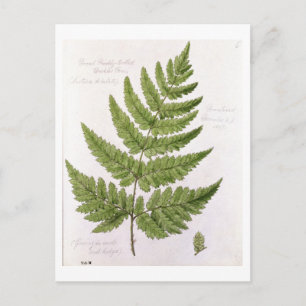 Broad Prickly-zahner Buckler Fern, bemalt in Bra Postkarte