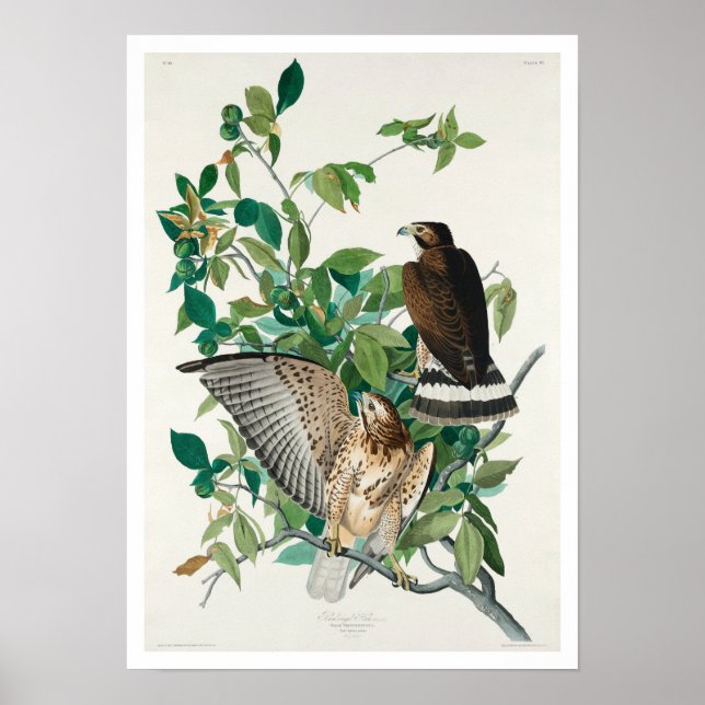 Broad-Winged Hawk von Audubon Poster (Vorne)