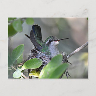 Broadbilled Hummingbird Nesting Postkarte