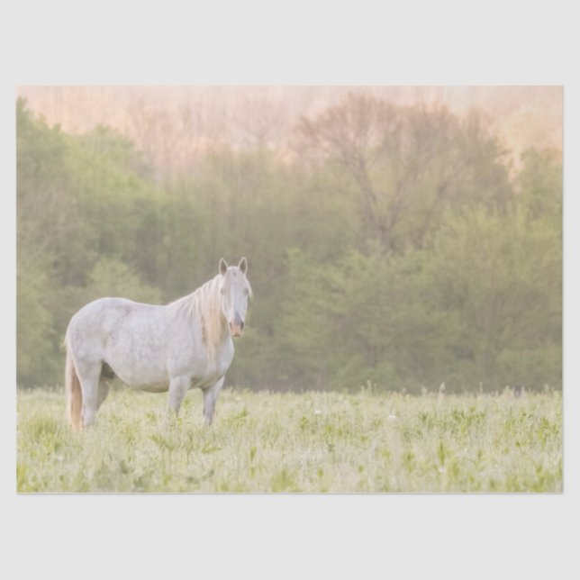 Broadfoot Mare Seidenpapier (Vorderseite)