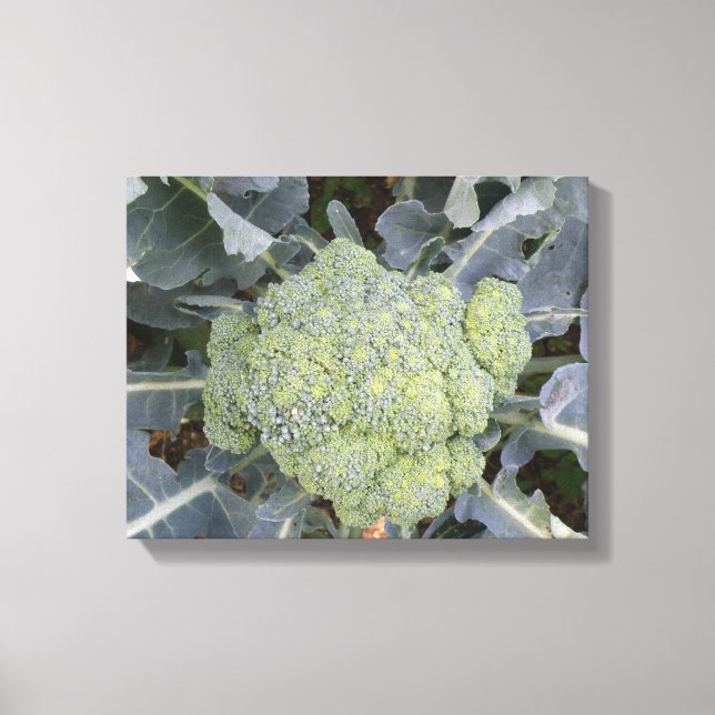 Broccoli Canvas Print Leinwanddruck (Vorderseite)