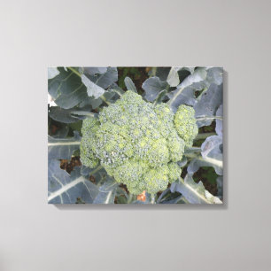 Broccoli Canvas Print Leinwanddruck