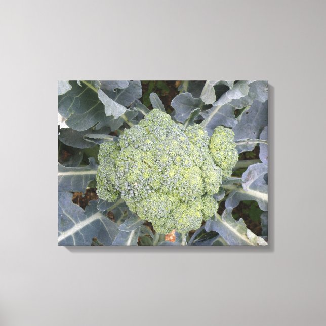 Broccoli Canvas Print Leinwanddruck (Vorderseite)