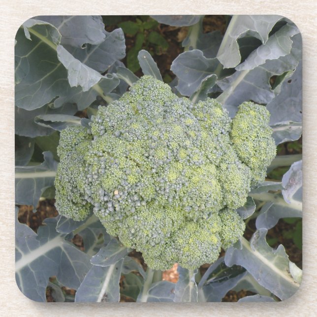 Broccoli Cork Untersetzer (Vorderseite)