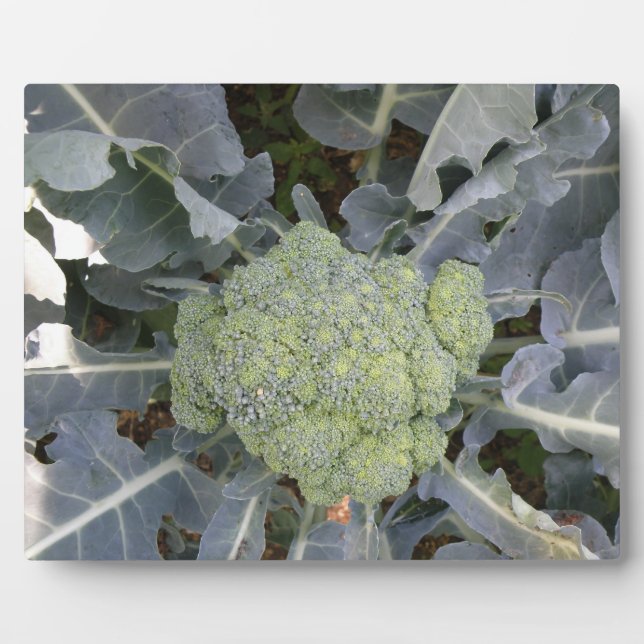 Broccoli Plaque Fotoplatte (Vorderseite)