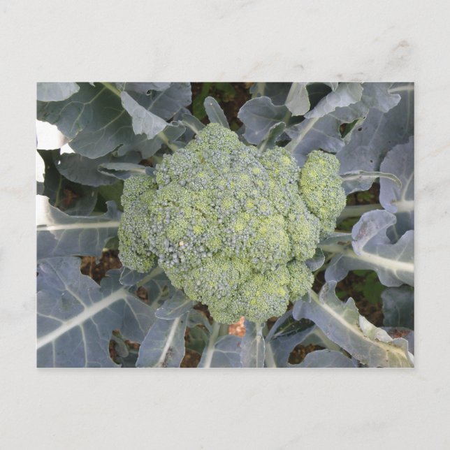 Broccoli Postcard Postkarte (Vorderseite)