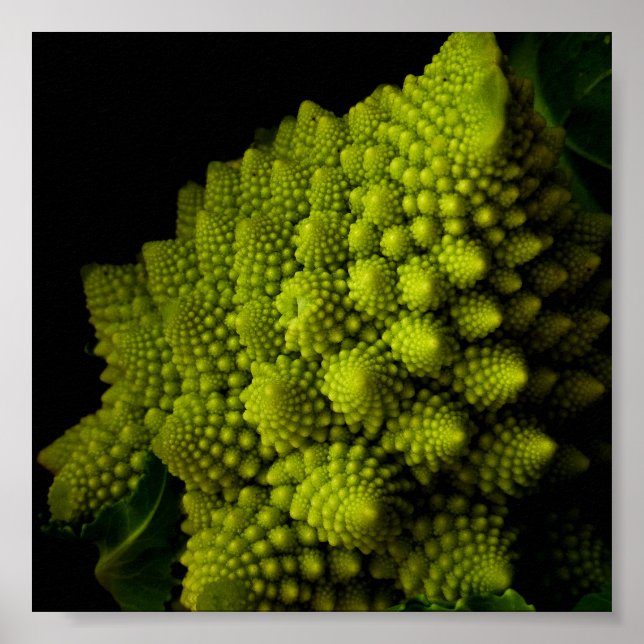 Broccoli Poster (Vorne)