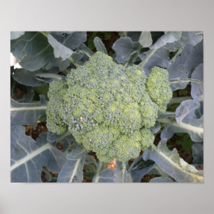 Broccoli Print Poster