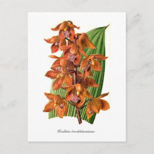 Brocklehurstiana Postkarte