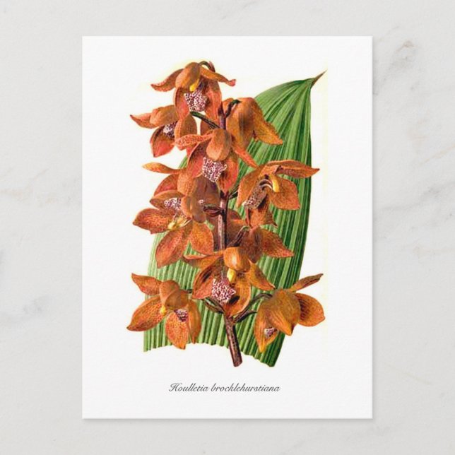 Brocklehurstiana Postkarte (Vorderseite)